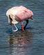 Roseatte Spoonbill-6